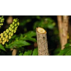  Gartensägen/-scheren Bosch Akku-Gartenschere EasyPrune 12377608